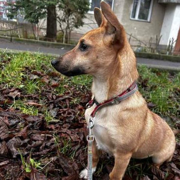 Junge Hündin sucht ihr Für-immer-Zuhause