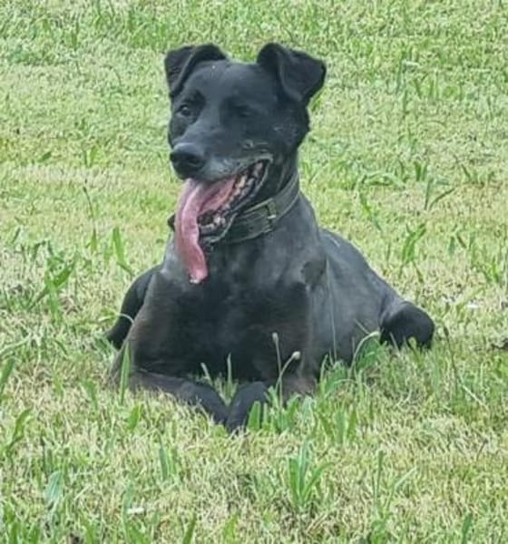 Zoran, Einzelhund, su. Grundstück