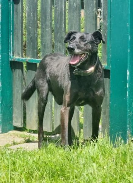 Zoran, Einzelhund, su. Grundstück