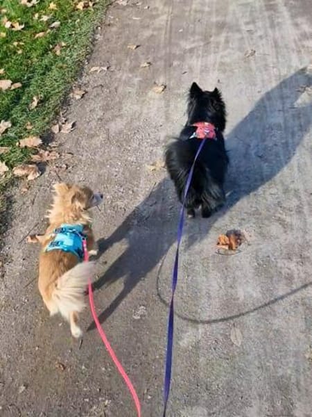 Chia hat ihr Zuhause verloren