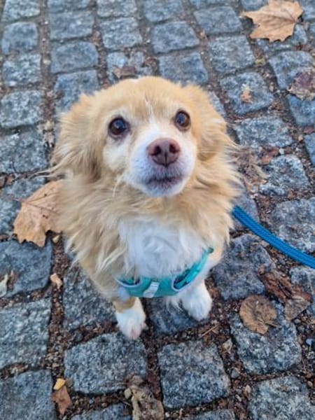 Chia hat ihr Zuhause verloren