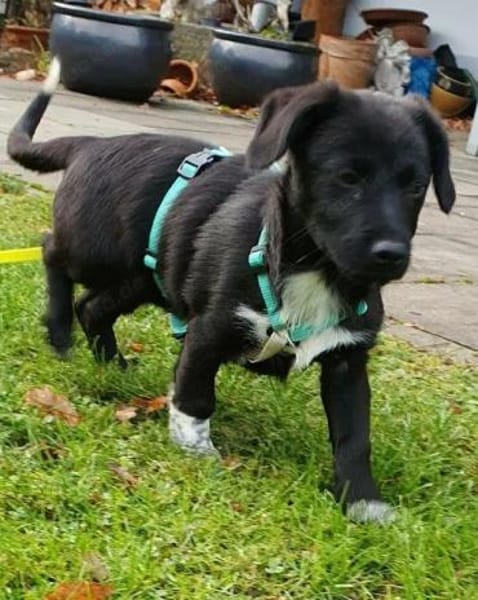 Welpenmädchen Sassi auf Pflegestelle