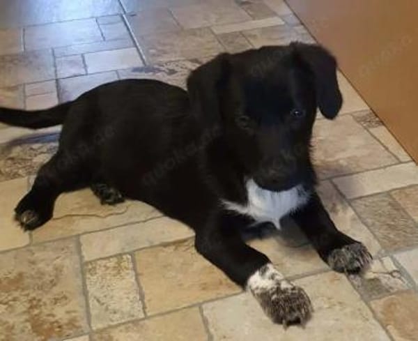 Welpenmädchen Sassi auf Pflegestelle