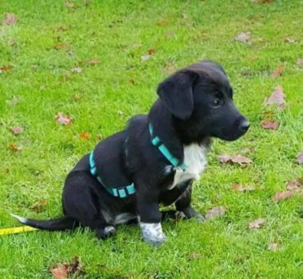 Welpenmädchen Sassi auf Pflegestelle