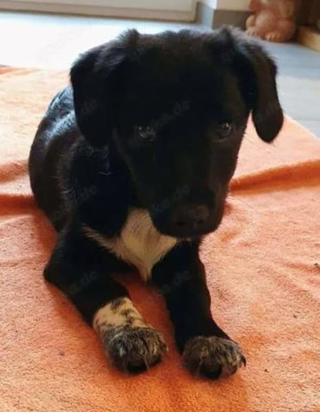 Welpenmädchen Sassi auf Pflegestelle