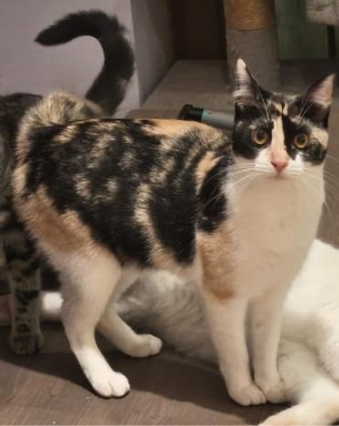 LOURES  kleine Glückskätzin 🍀