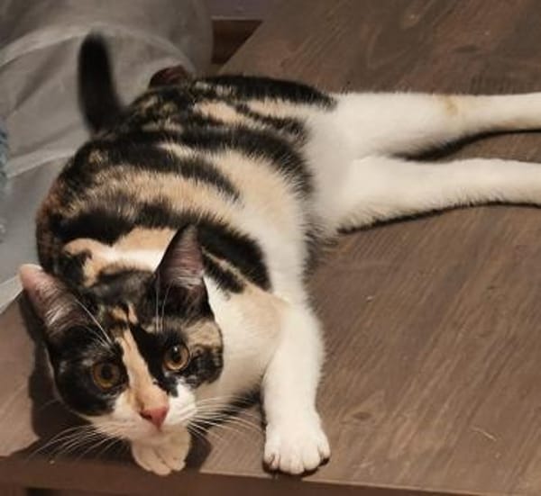 LOURES  kleine Glückskätzin 🍀