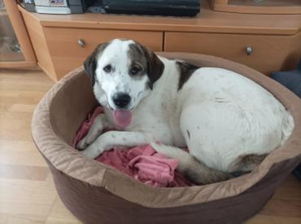 Max - verschmust und kuschelbedürftig