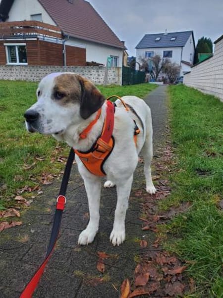 Max - verschmust und kuschelbedürftig