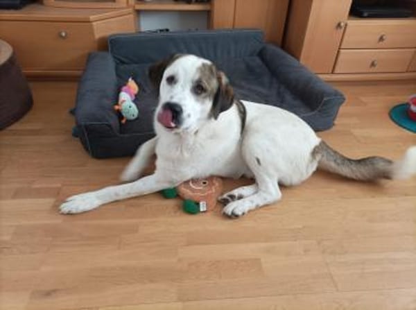 Max - verschmust und kuschelbedürftig