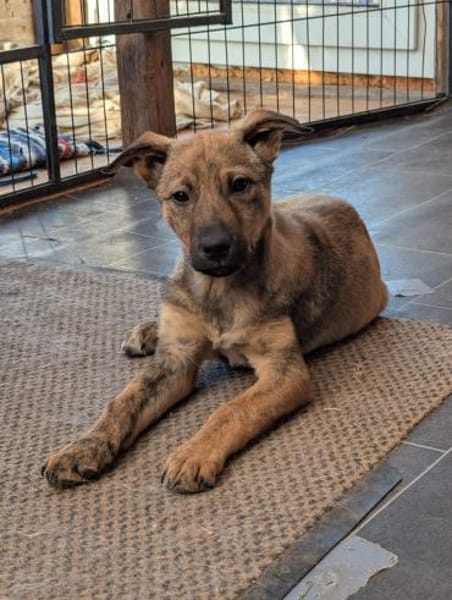 Lotte sucht ein liebevolles Zuhause