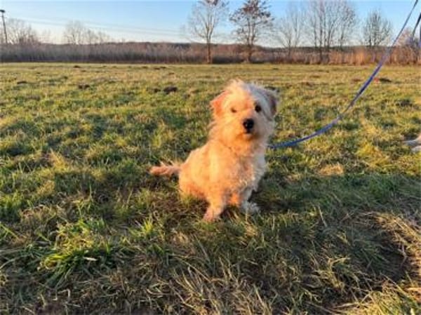 Watson2 - wartet in 91083 Baiersdorf