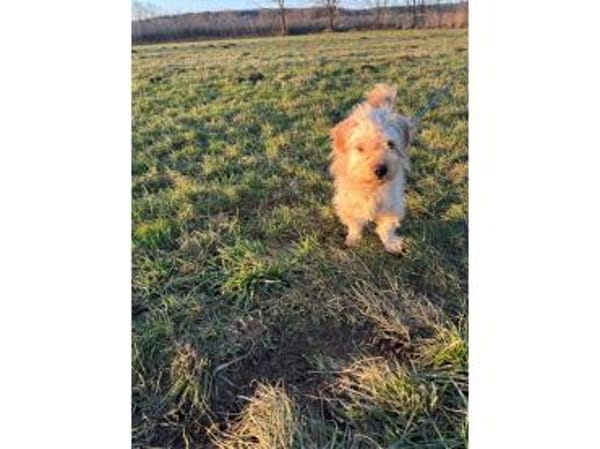 Watson2 - wartet in 91083 Baiersdorf