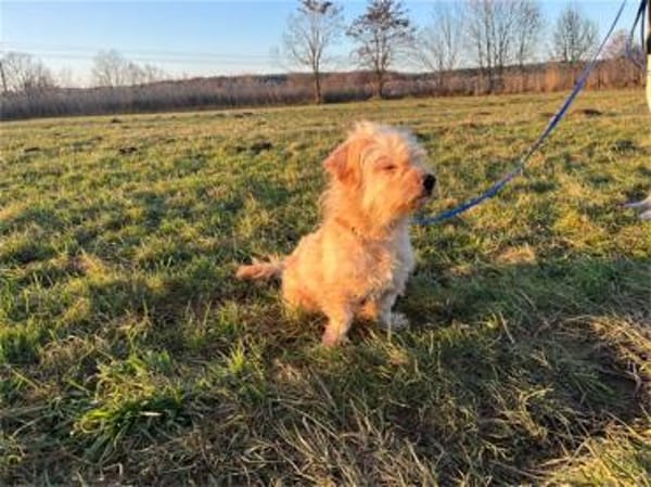 Watson2 - wartet in 91083 Baiersdorf