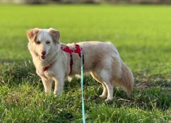 Fabricia ist eine Seele von Hund!