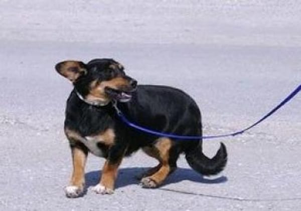 Ivie ist eine ganz tapfere, süße Hündin!