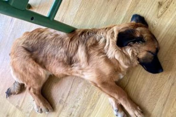 Haribo auf PS in Köln