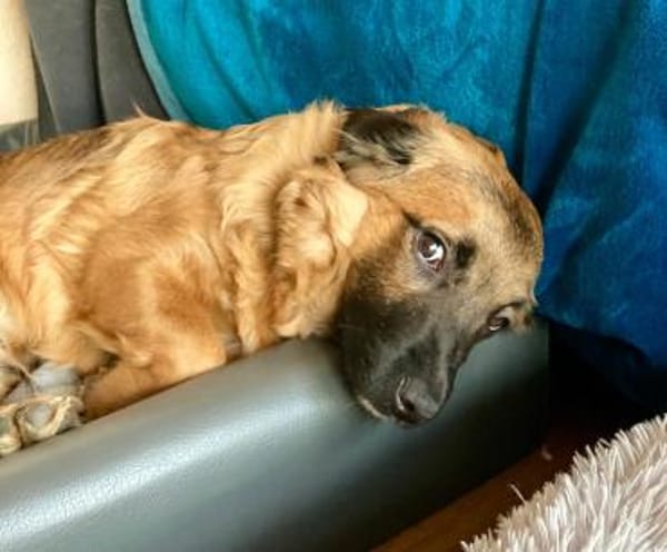 Haribo auf PS in Köln