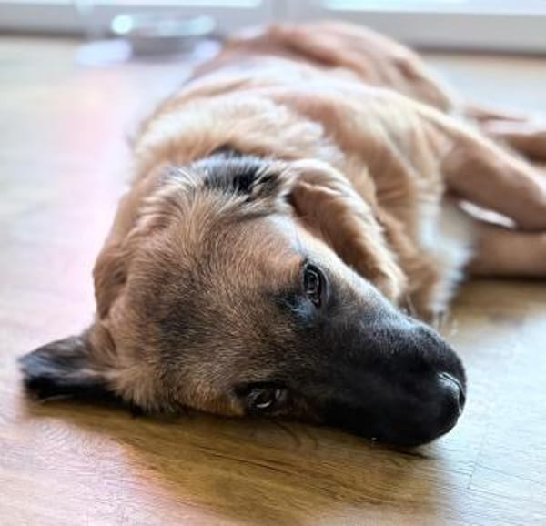 Haribo auf PS in Köln