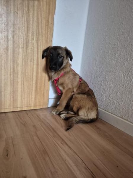 Holly auf PS in Staßfurt