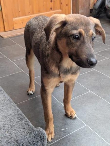 Cody sucht liebes Zuhause