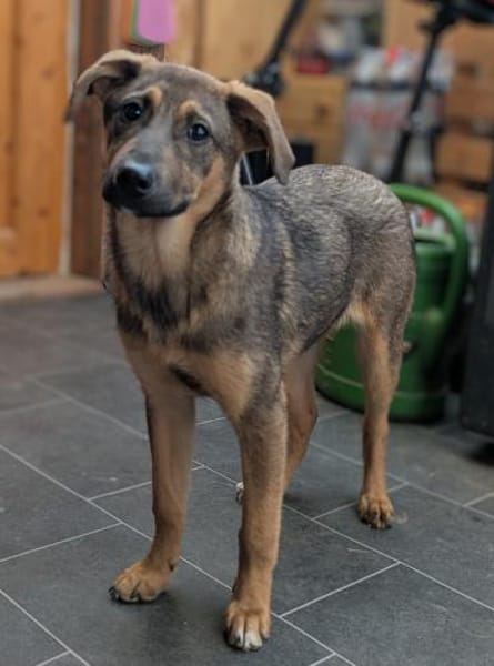 Cody sucht liebes Zuhause