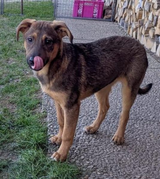 Cody sucht liebes Zuhause