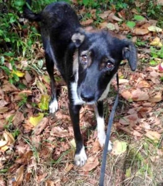 Sportliche Percy sucht ihre Menschen