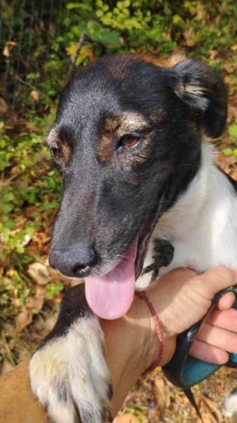 Sportliche Percy sucht ihre Menschen