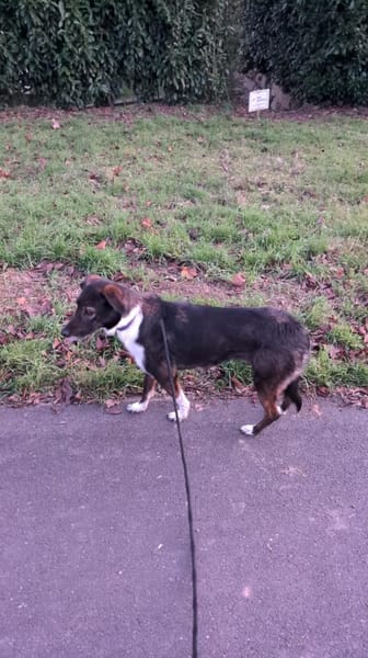 Sportliche Percy sucht ihre Menschen