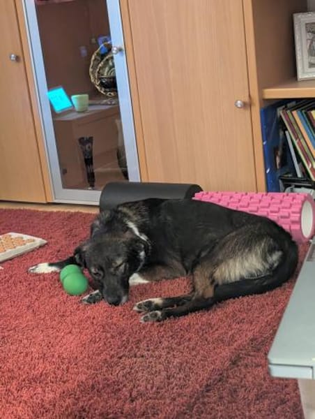 Sportliche Percy sucht ihre Menschen