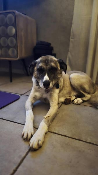 Boo- Everybodys Darling