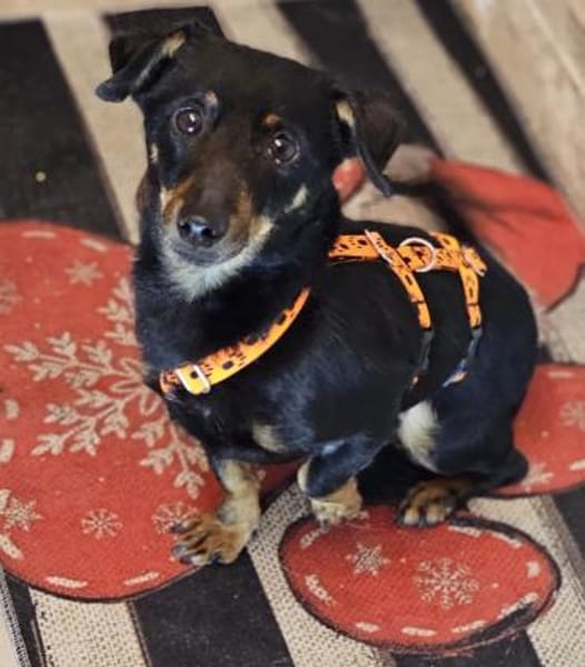 Pimpf ist klein, ein richtiger Lausbub