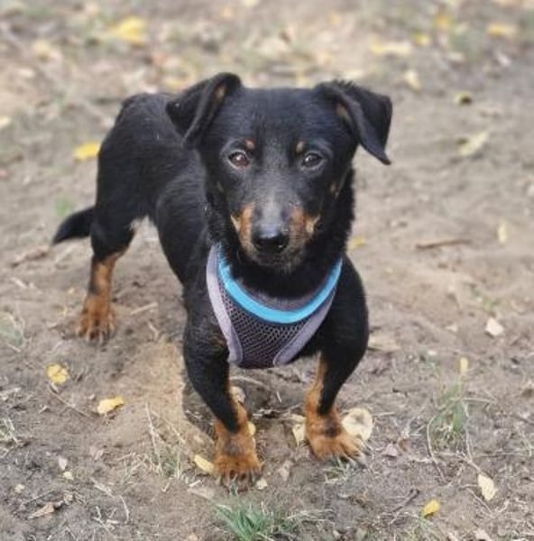 Pimpf ist klein, ein richtiger Lausbub