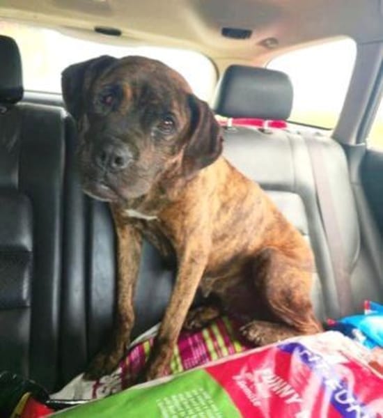 Mocka ist eine ganz tolle Boxerhündin!