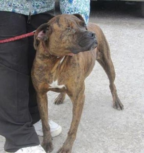 Mocka ist eine ganz tolle Boxerhündin!