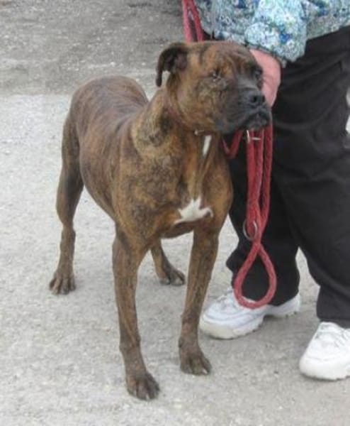 Mocka ist eine ganz tolle Boxerhündin!