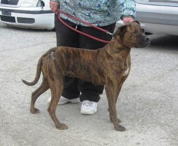 Mocka ist eine ganz tolle Boxerhündin!