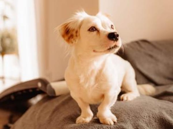 Lady kleine Hündin sucht das große Glück