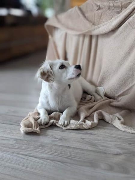 Lady kleine Hündin sucht das große Glück