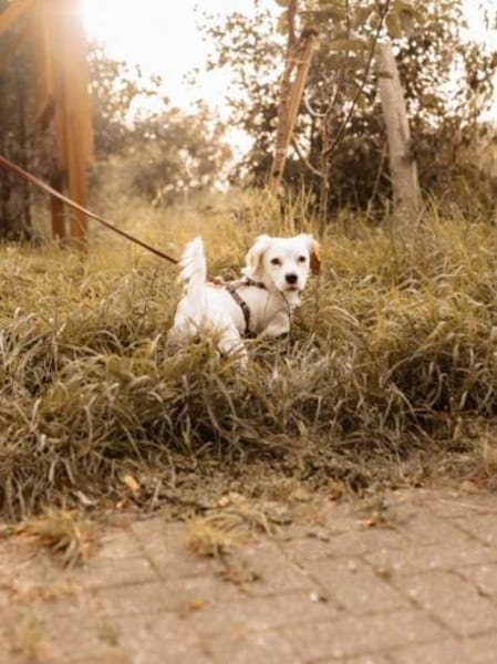 Lady kleine Hündin sucht das große Glück