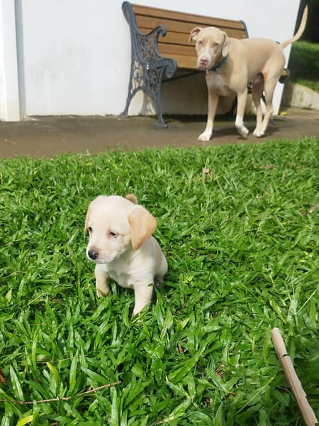 JADE la petite charmeuse