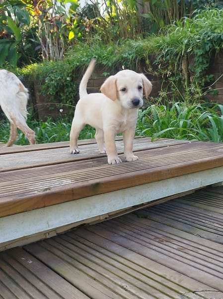 EVA un amour sur pattes