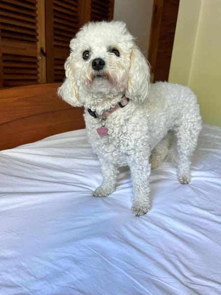 TEQUILA, la superbe bichonne