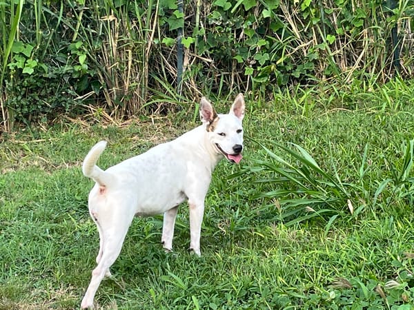 🐾 À L’ADOPTION – FÉFÉ, la complice idéale pour toutes vos aventures ! 🐾