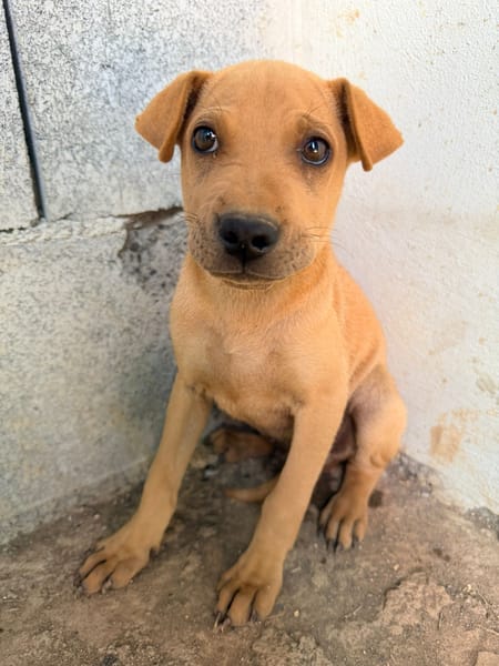 🐾 À L’ADOPTION – LOOPING, petit fauve vif et attendrissant 🐾