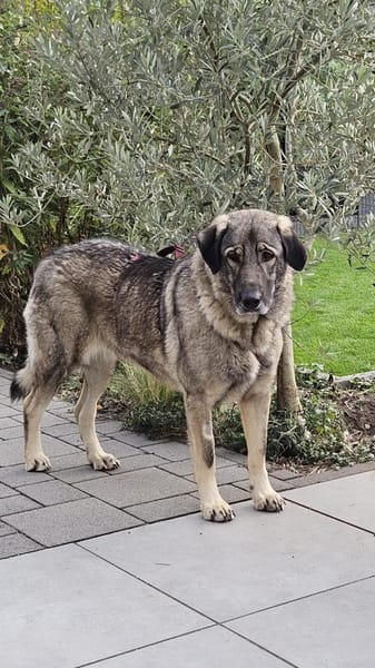 große Sarplaninac Hündin Sarka sucht....