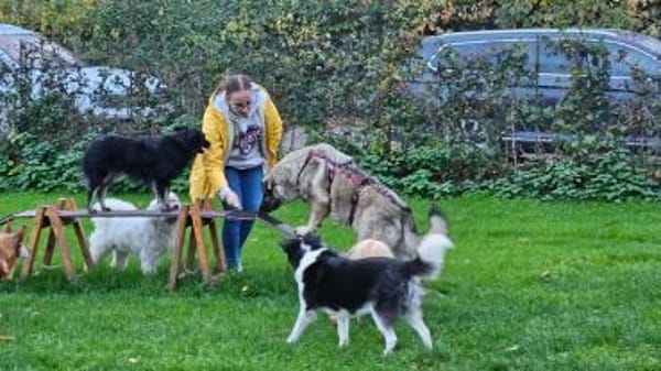 große Sarplaninac Hündin Sarka sucht....