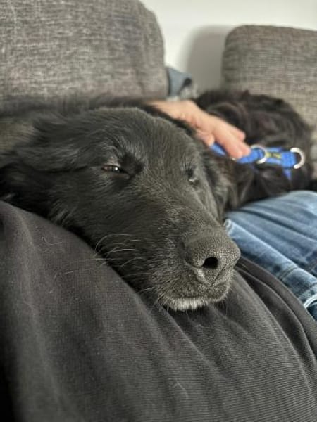 Nick / Niko Rüde Mischling Junghund