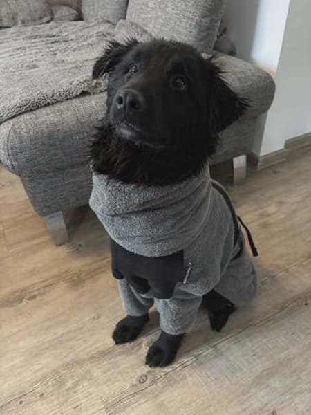 Nick / Niko Rüde Mischling Junghund